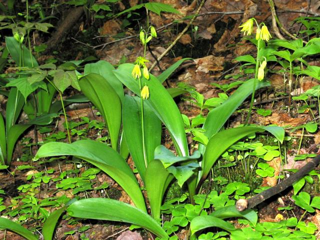 Clintonia flower2.JPG
